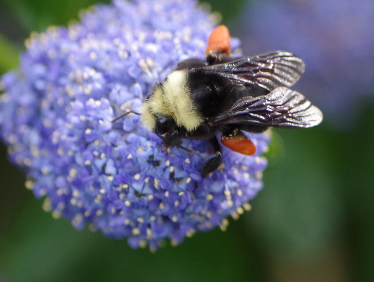 Dumbfounding Facts About Bumblebees - Animal Sake