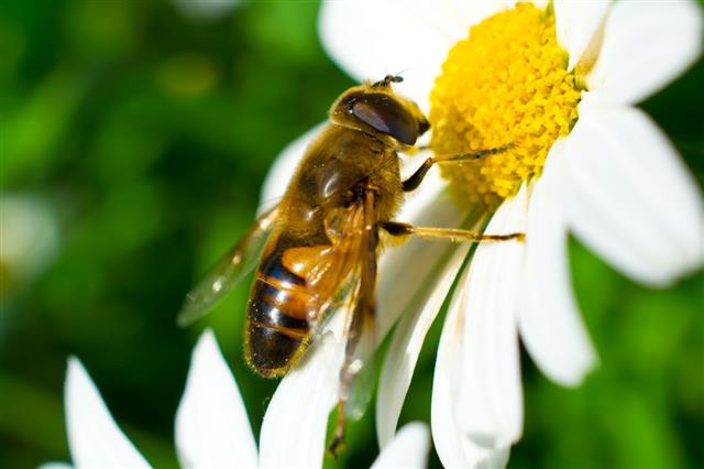 Bee On A Camomile