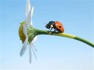 Ladybird And Daisy