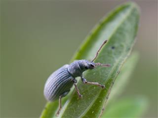 Tiny Weevil