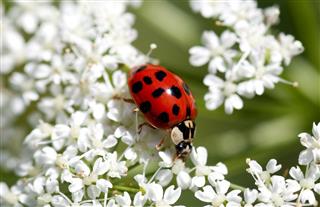 Ladybug Sitting On Flowers