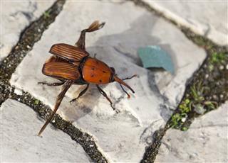 Adult Red Palm Weevil