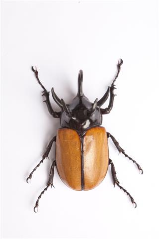 Rhino Big Horn Beetle