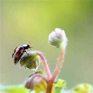 Ladybird Beetle Sitting On Leaf