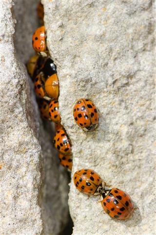 Large Group Of Harlequin Ladybird
