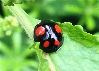 Black And Red Ladybird