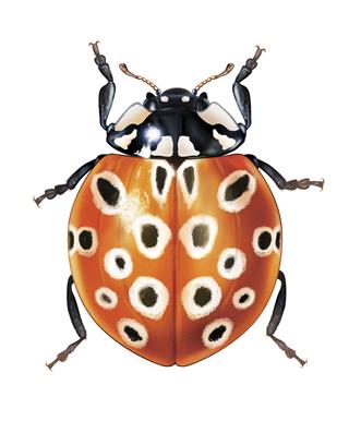 Ladybug Anatis Ocellata
