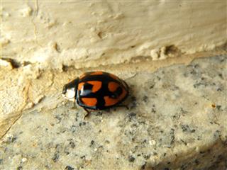 Ladybug Walking On Wall