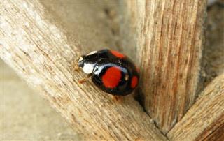 Red Dot Black Ladybug