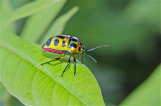 Close Up Ladybug In Green Garden