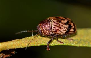 Small Leaf Beetle