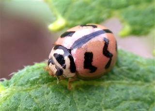Ladybug On Leaf