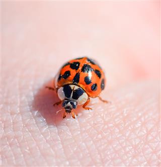 Macro Photo Of Insect Ladybug