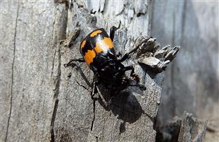 Burying Beetle Carrion Beetle