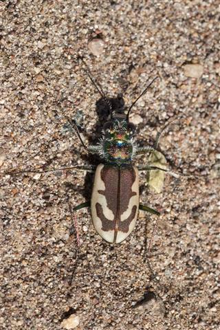 Endemic Colorado Tiger Beetle