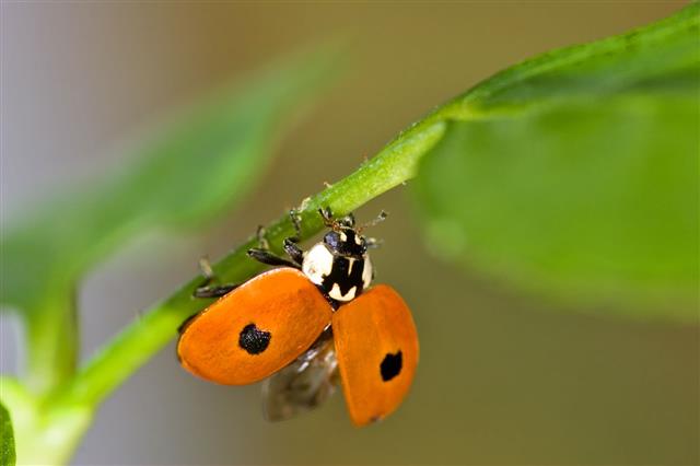 Ladybug Fly Attempt