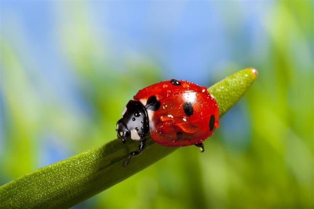 Red Ladybird On A Grass