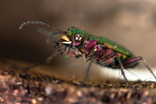 Green Tiger Beetle Eyes And Mandibles