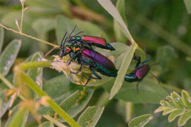 Three Mating Blister Beetles