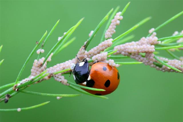 Ladybird Eating Moth Eggs