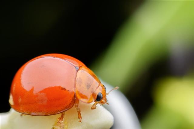 Super Macro Ladybug