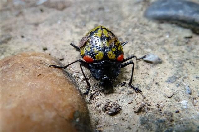 Small Colorful Beetle