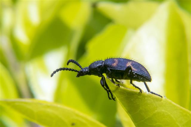 Black Beetle On A Plant Leaf