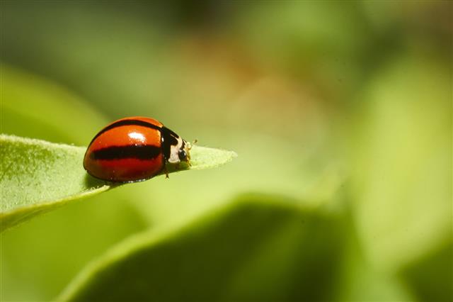Tiny Ladybug On Leaf