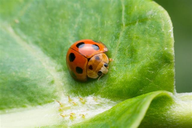 Ladybug Insects Walking On Green Leaves