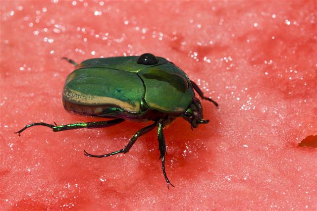 Water Melon Beetle