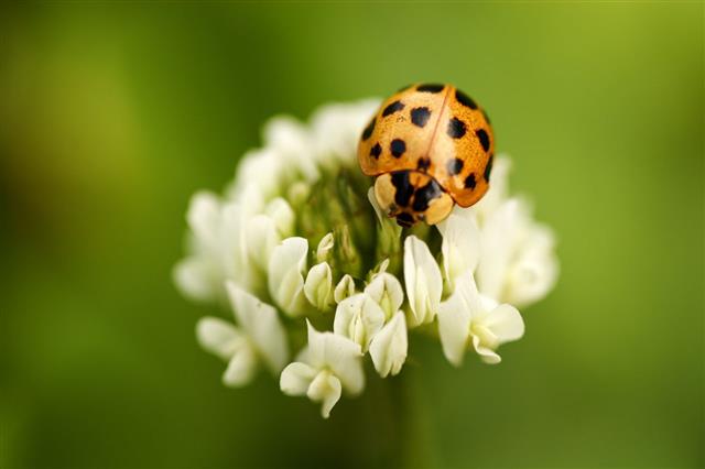Ladybug On Clover