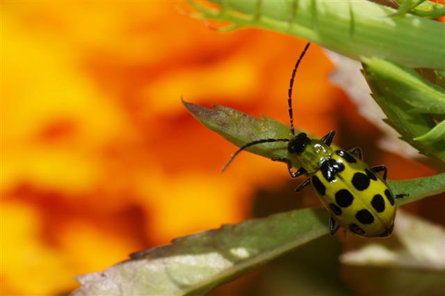 Green Ladybug With Bright Orange