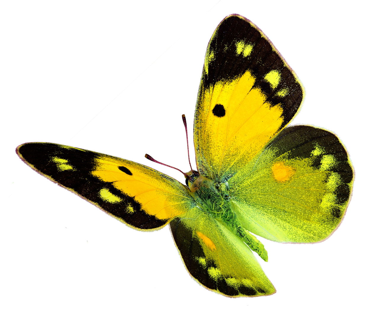 What Does a Yellow Butterfly Symbolize? You Probably Don't 