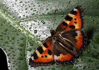 Butterfly On Wet Leaf
