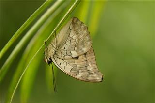 Butterfly In Lemongrass