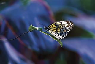 Paper Kite Butterfly On Leaf