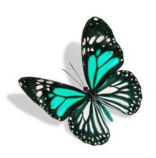 Flying Green And White Butterfly