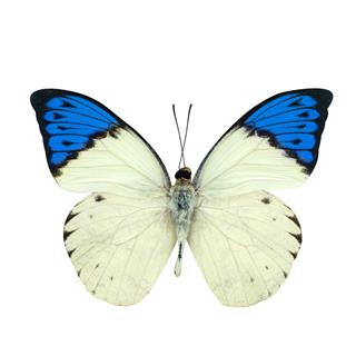 Great Blue Tip Butterfly