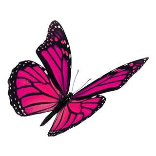 Beautiful Pink Monarch Butterfly
