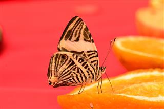 Neotropical Mosaic Butterfly