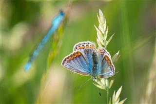 Common Blue Butterfly On Grass Stalk