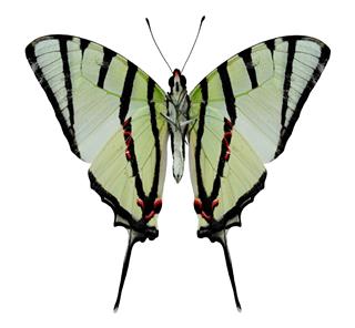 Beautiful Swordtail Butterfly