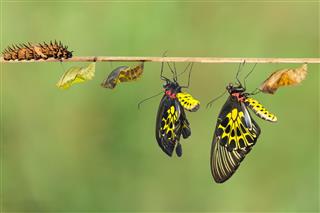 Life Cycle Of Female Birdwing Butterfly