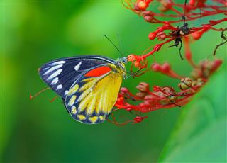 Butterfly And Flower Thailand