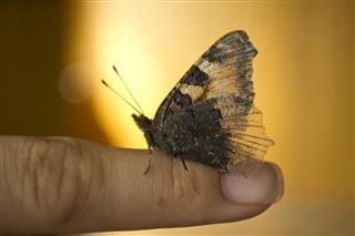 Butterfly Saturniidae On Forefinger