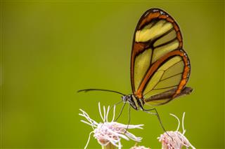 Glasswing Butterfly On Flower
