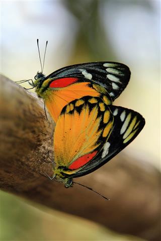 Butterfly Couple Mating On A Tree