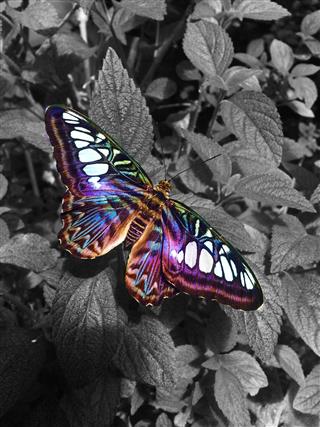 Butterfly Fly Away