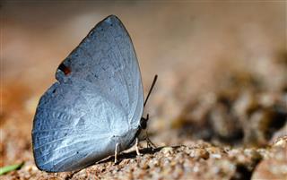 Butterfly Of Sri Lanka