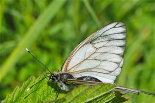 Aporia Crataegi Black Veined White Butterfly